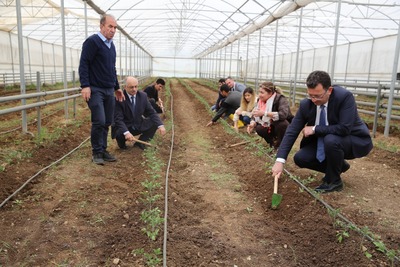 Üniversitemizdeki seradan 15-20 ton domates elde edilecek